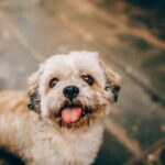 Simple Ways to Upgrade Your Pet Care Routine